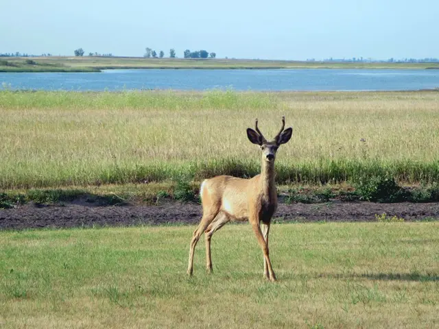 Mule deer near Last Mountain Lake